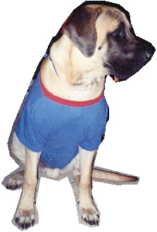 jerseysuperdog.jpg